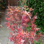 Acer